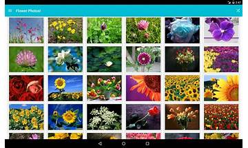Flower Fiesta for Android - Download the APK from Habererciyes